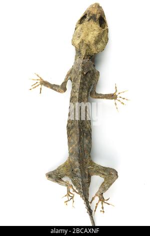 Check out this cool cutout of a mummified gecko I found Stock Photo