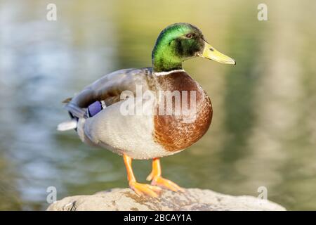 Mallard Male Showing his Colorful Plumage. Stock Photo