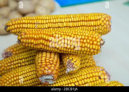 dry corn on a white background . Corn image in dried yellow tones . Stock Photo
