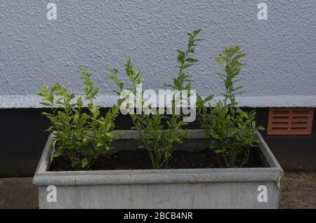 Spring Foliage of Three Evergreen Sweet Box Shrubs (Sarcococca confusa) Planted in a Fibre Clay Garden Planter with a Rendered Blue Wall Background Stock Photo