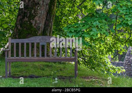 Wooden bench without people under a large oak tree, Scotland Stock Photo