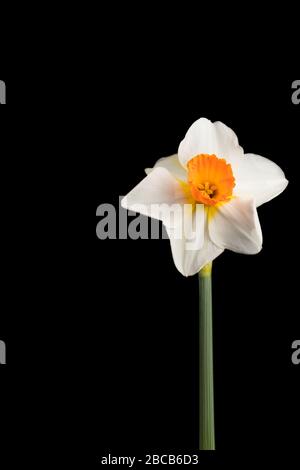 Beautiful springtime narcissus isolated on a black background. Narcissus on black. Stock Photo