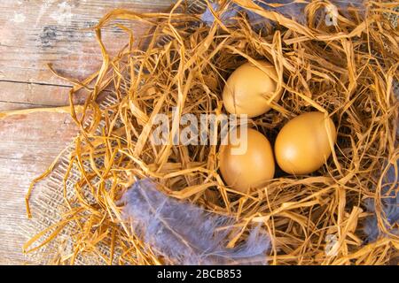 Eggs stand in a nest of dry grass beside blue feathers Stock Photo
