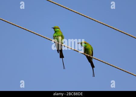 couple bee eaters eating bee and sitting on wire of electricity against blue sky Stock Photo