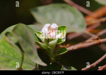 apple flower growing on apple plant in jaipur with selective focus points backgrounds, gardening concept Stock Photo