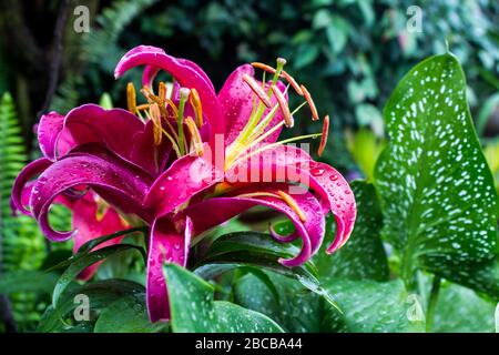 A group of reddish purple Oriental hybrid lilies, after a soft rainfall, causing the petals to be covered in droplets Stock Photo