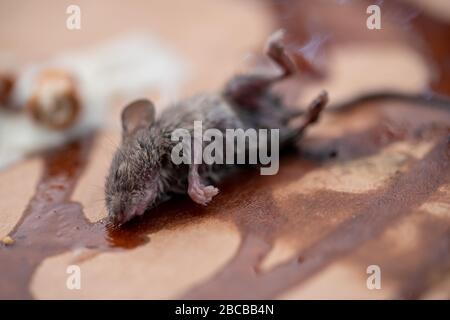 Dead mouse on poison emitting thin smoke Stock Photo