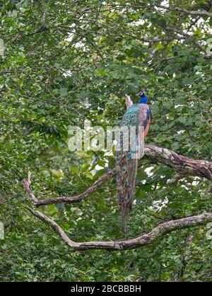 An Indian Peacock perched on a branch at Nagarhole National Park, Kabini, Karnataka, India Stock Photo