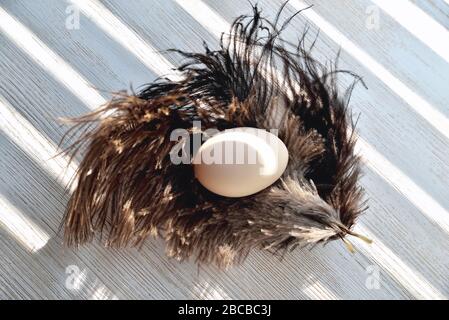 Egg lies on ostrich feathers, backlight, natural wood background Stock Photo