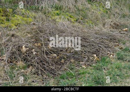 dry brushwood between moss and autumn leaves in early spring, lost place garden with old brushwood and lichens Stock Photo