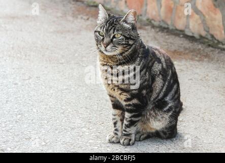 Beautiful gray cat sitting on the road Stock Photo