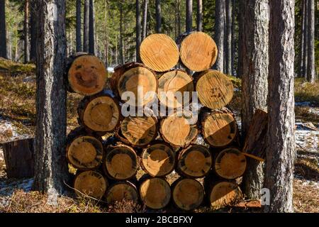 Firewood logs of pine tree stacked between pine tree trunks in the forest, picture from Vasternorrland, Sweden. Stock Photo