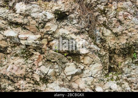 The structure of the old stone of the mountain wall with plants, moss and lichen on it Stock Photo