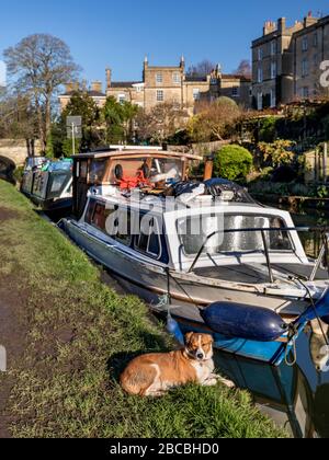 A dog lying in the sun next to barges moored on the Kennet and Avon Canal, Bath Somerset Uk Stock Photo