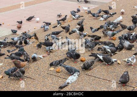 Pigeons in a city park on the steps pecking scattered bread crumbs Stock Photo