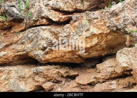 Relief stone rock and plants growing on it close up Stock Photo