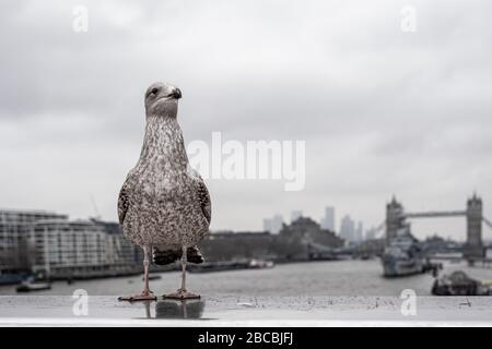A juvenile herring gull stands on London Bridge, with Tower Bridge in the background, River Thames, London, England, Uk Stock Photo