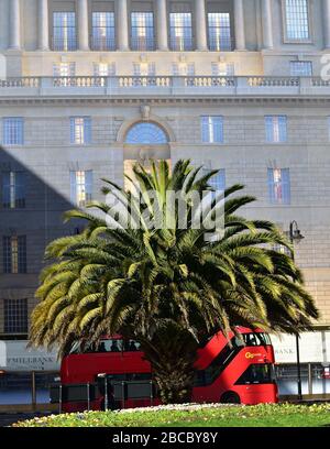 London, UK: 01 March 2020. Palm tree at Lambeth Bridge and Horseferry Road junction Stock Photo