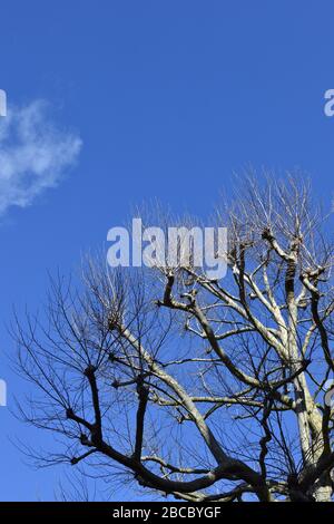 Tree without leaves against a blue sky with clouds in background Stock Photo