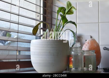 Wilting easter lily amongst assorted kitchen junk next to window blinds Stock Photo