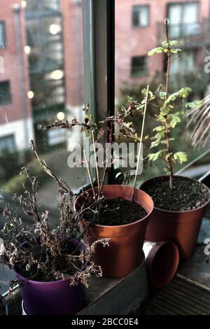 Old plants in plastic pots in front of later afternoon sun Stock Photo