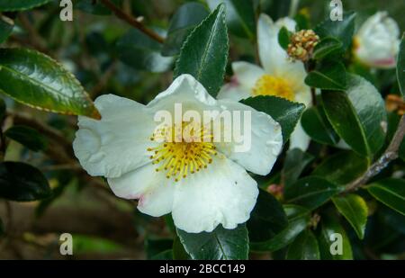 . Camellia sinensis or Tea Bush, from the leaves of which the raw material for making tea is obtained.  Stock Photo