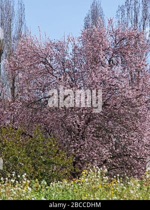 cherry plum tree or purple leaf plum in full blooming Stock Photo