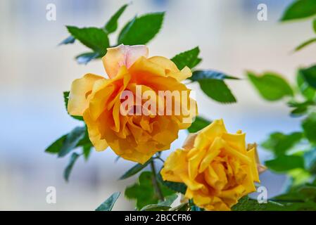 Two blooming yellow rose flowers Stock Photo