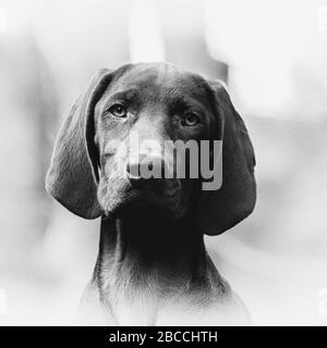 A black and white vignetted portrait of a German Shorthaired Pointer puppy