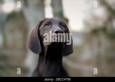 A portrait of a German Shorthaired Pointer puppy with forest bokeh behind
