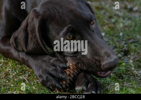 a young German shorthaired pointer puppy playing and gnawing on a pinecone Stock Photo