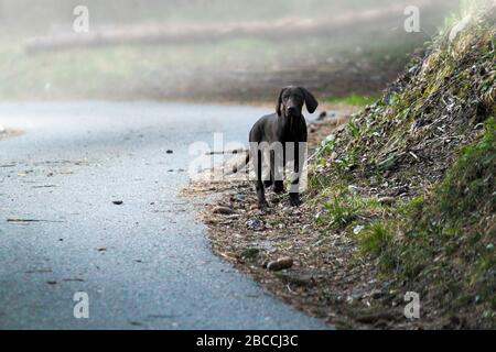 a beautiful German Shorthaired Pointer puppy standing on the edge of a forest road with fog Stock Photo