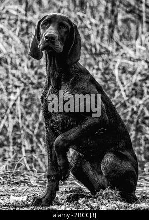 A vertical view of a puppy German Shorthaired Pointer sitting and pointing in the forest Stock Photo