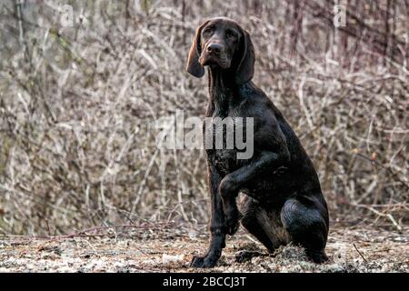 A portrait of a German Shorthaired Pointer puppy with forest bokeh behind