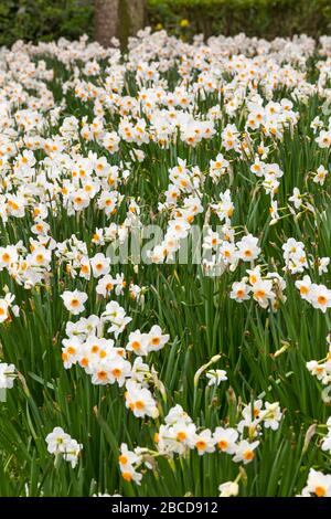 Bournemouth, Dorset UK. 4th April 2020. Colourful flowers at Bournemouth Lower Gardens - narcissus bask in the sunshine, unlike visitors, with the gardens deserted due to Coronavirus restrictions.  Credit: Carolyn Jenkins/Alamy Live News Stock Photo