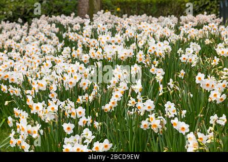 Bournemouth, Dorset UK. 4th April 2020. Colourful flowers at Bournemouth Lower Gardens - narcissus bask in the sunshine, unlike visitors, with the gardens deserted due to Coronavirus restrictions.  Credit: Carolyn Jenkins/Alamy Live News Stock Photo