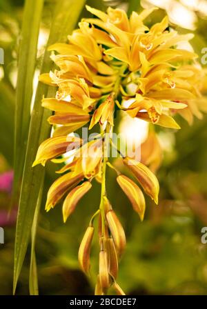 Beautiful close up view of Cymbidium Orchids which is yet to blossom. The picture was taken in Ridge Flower Garden, Sikkim, India Stock Photo