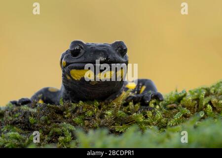 The fire salamander at sunrise (Salamandra salamandra) Stock Photo