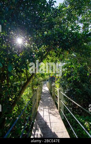 Early morning at the wooden bridge of Air Hitam Dalam Educational Forest at Penang, Malaysia. Stock Photo