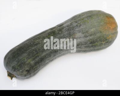 Zucca lunga di Napoli pumkin, Cucurbita Moschata, Italy, Europe Stock Photo