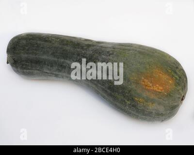 Zucca lunga di Napoli pumkin, Cucurbita Moschata, Italy, Europe Stock Photo