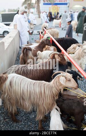 Goats waiting to be sold at the Friday weekly  livestock market in Nizwa, Oman Stock Photo