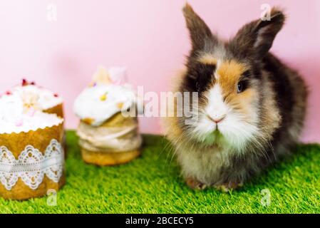 Easter bunny sits next to Easter, glazed Easter cakes. Happy easter concept. Copy space for your text. Stock Photo