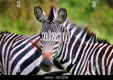 Zebras at Lake Mburo National Park in Uganda (Equus quagga) Stock Photo