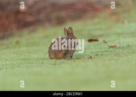 Baby Florida Marsh Rabbit Sylvilagus palustris on a patch of green grass in Sarasota, Florida. Stock Photo