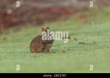 Baby Florida Marsh Rabbit Sylvilagus palustris on a patch of green grass in Sarasota, Florida. Stock Photo