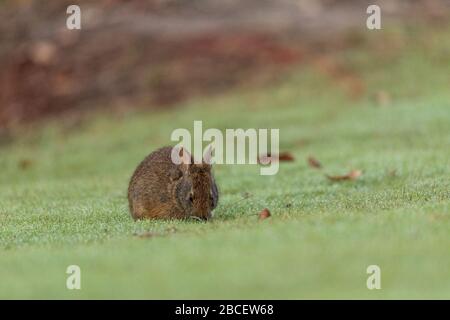 Baby Florida Marsh Rabbit Sylvilagus palustris on a patch of green grass in Sarasota, Florida. Stock Photo