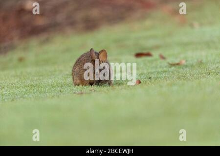 Baby Florida Marsh Rabbit Sylvilagus palustris on a patch of green grass in Sarasota, Florida. Stock Photo