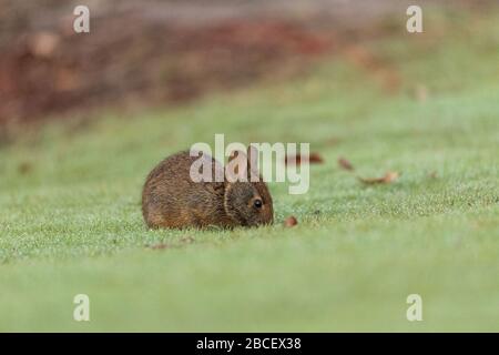 Baby Florida Marsh Rabbit Sylvilagus palustris on a patch of green grass in Sarasota, Florida. Stock Photo