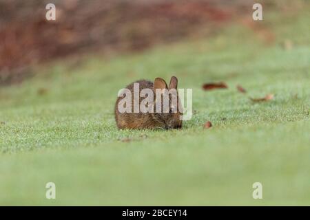 Baby Florida Marsh Rabbit Sylvilagus palustris on a patch of green grass in Sarasota, Florida. Stock Photo